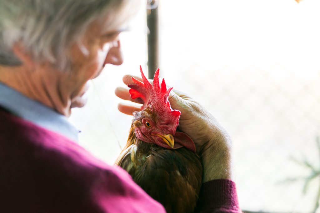 Người nông dân cao tuổi chăm sóc gà trống